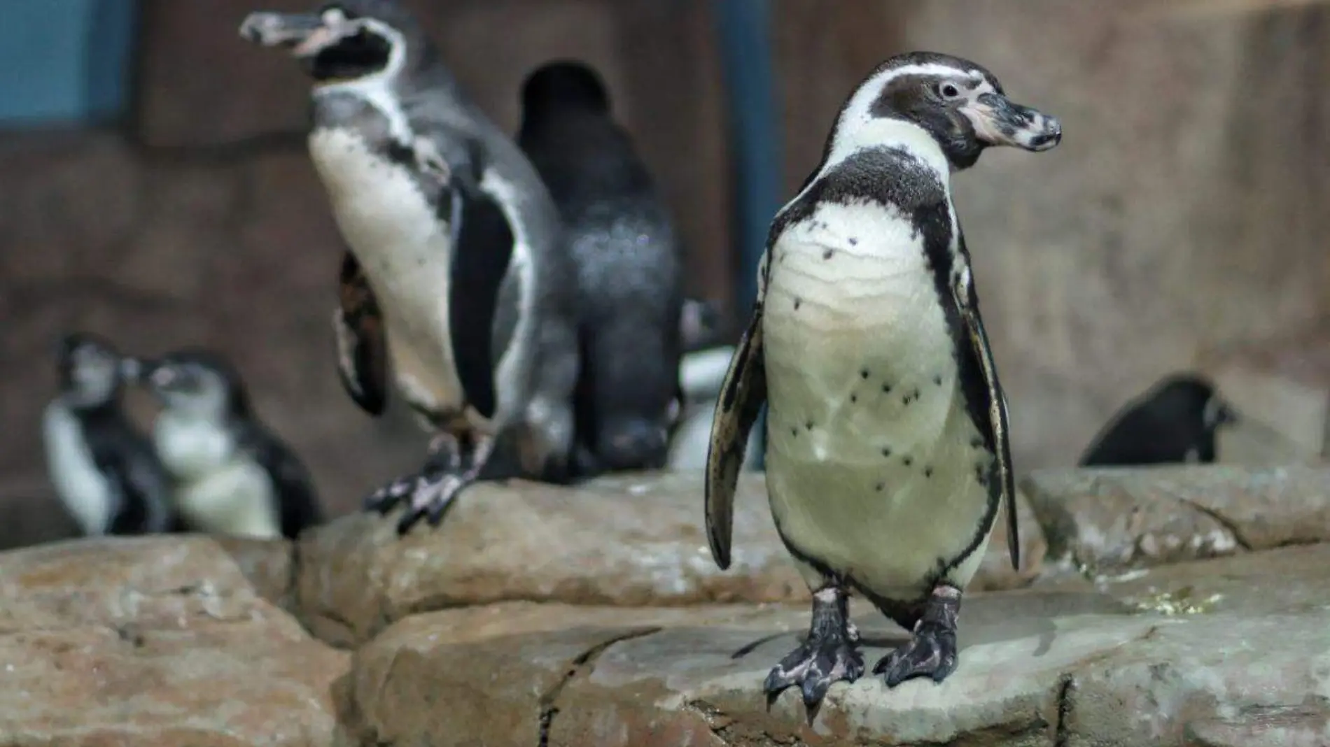 Acuario Michin_CDMX_2